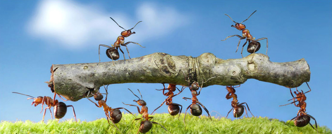 Hausmeisterservice und Gartenpflege Dienstleistungen Mettmann